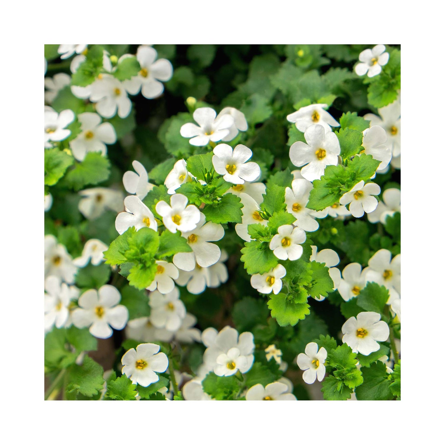 Delicate white flowers of trailing Bacopa Giga White.