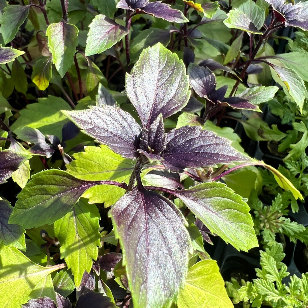 Wild Basil