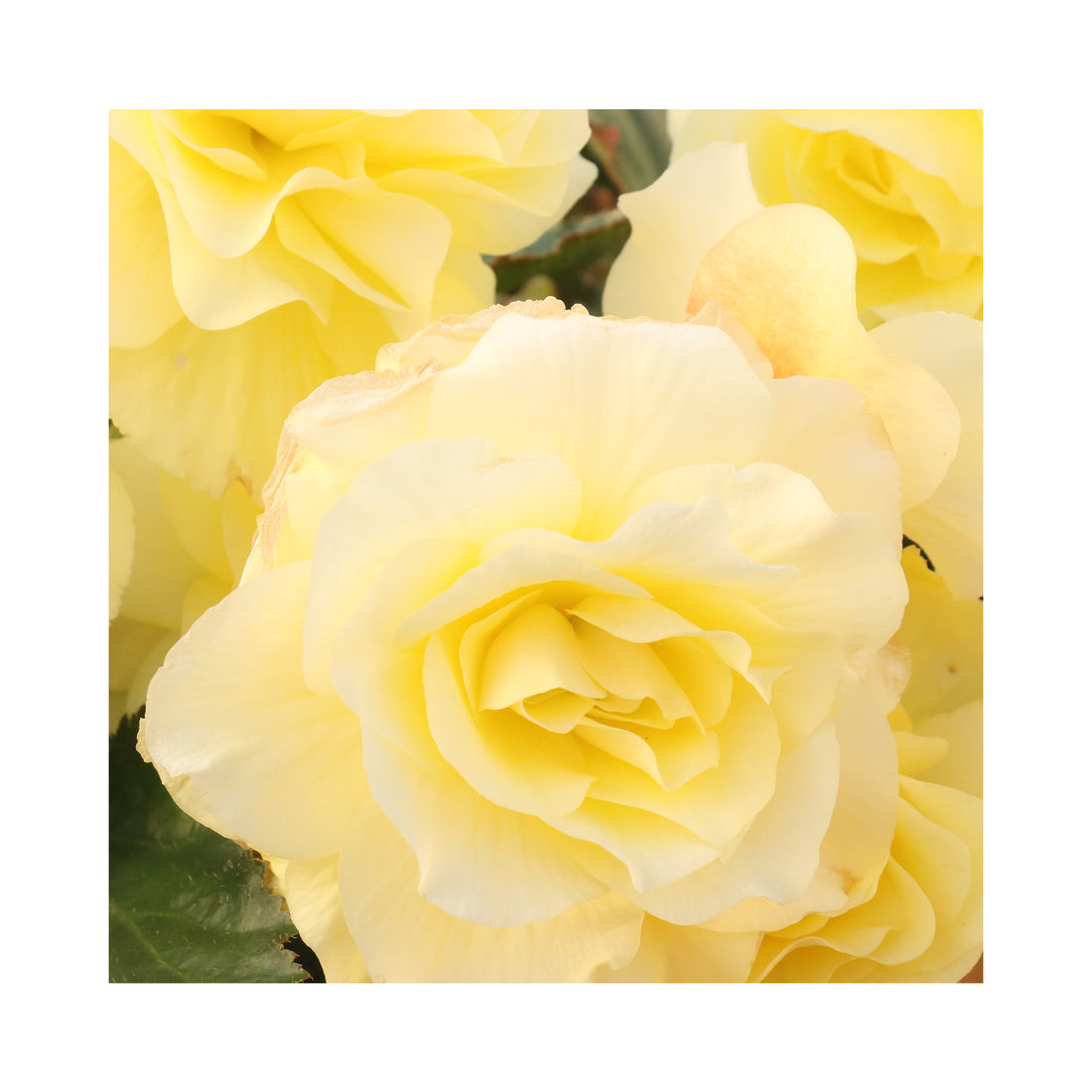 Begonia Fragrant Falls Lemon