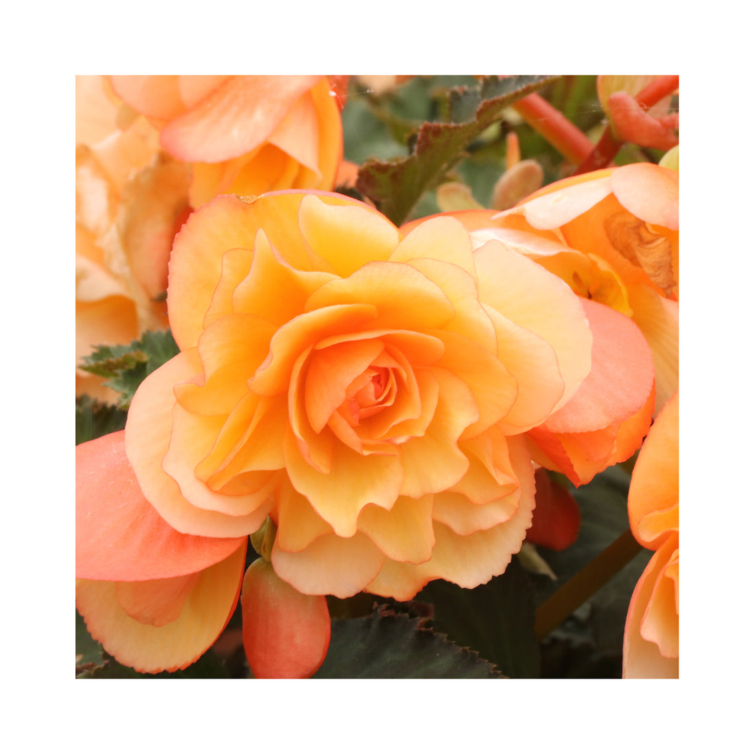 Begonia Fragrant Falls Peach