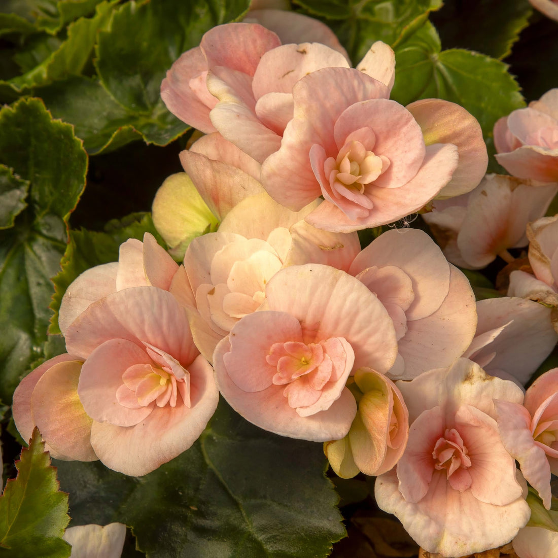 Begonia Sunbero Lousie