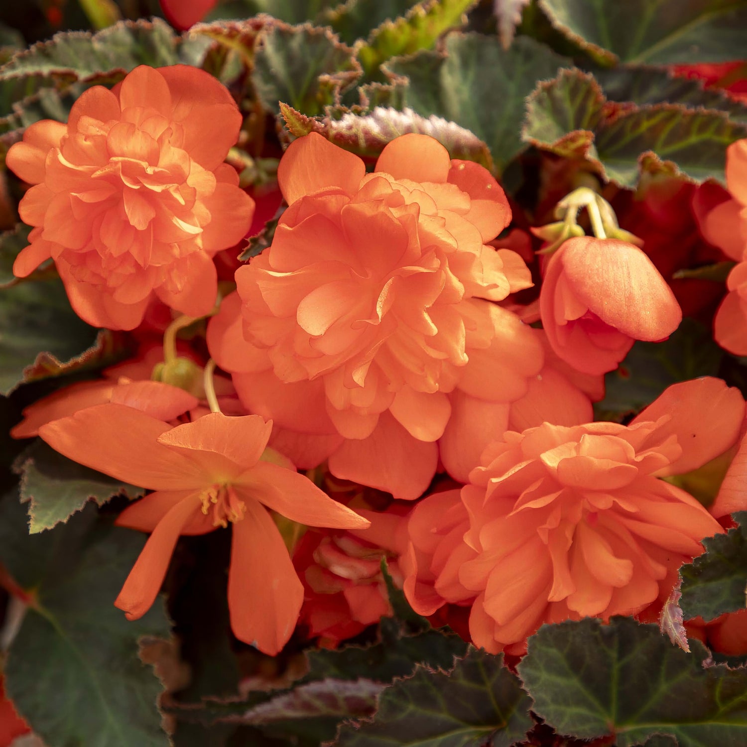 Begonia Sunbrero Basket Double Orange