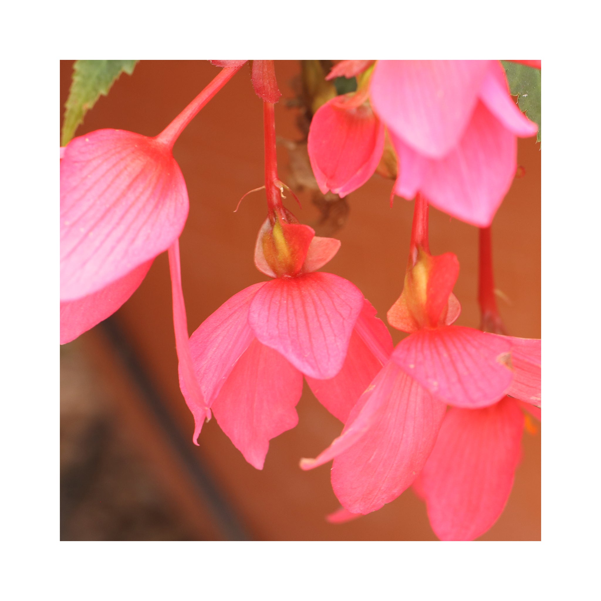 Begonia Sunbrero Basket Pink