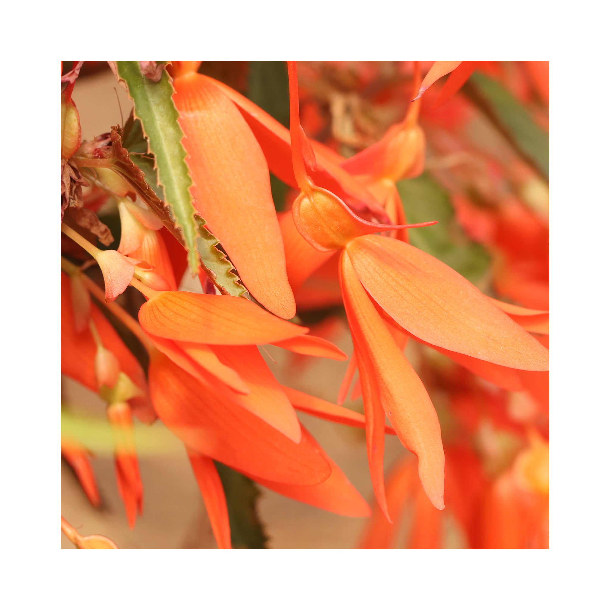 Begonia Sunbrero Basket Salmon