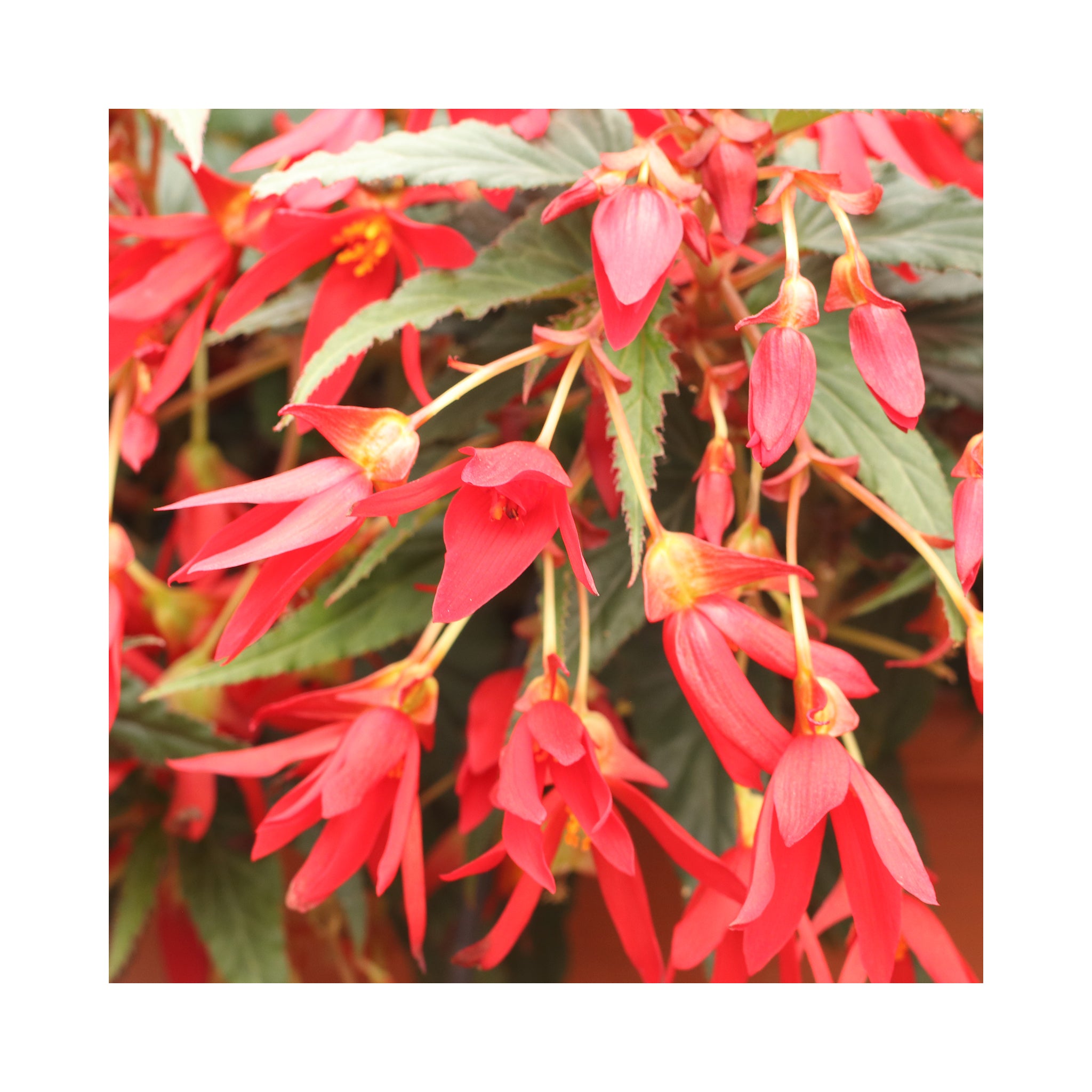 Begonia Sunbrero Basket Scarlet