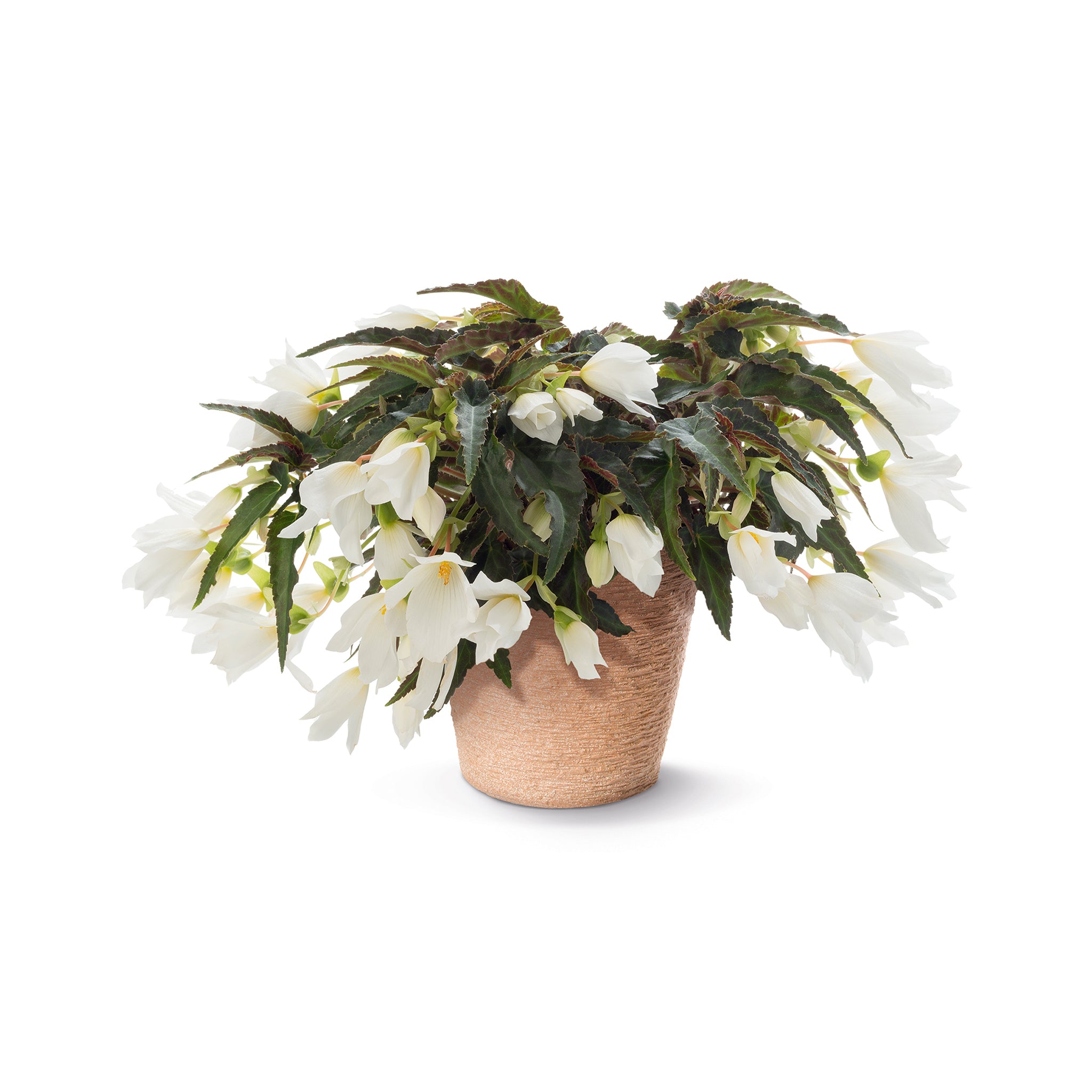 Begonia Sunbrero Basket White