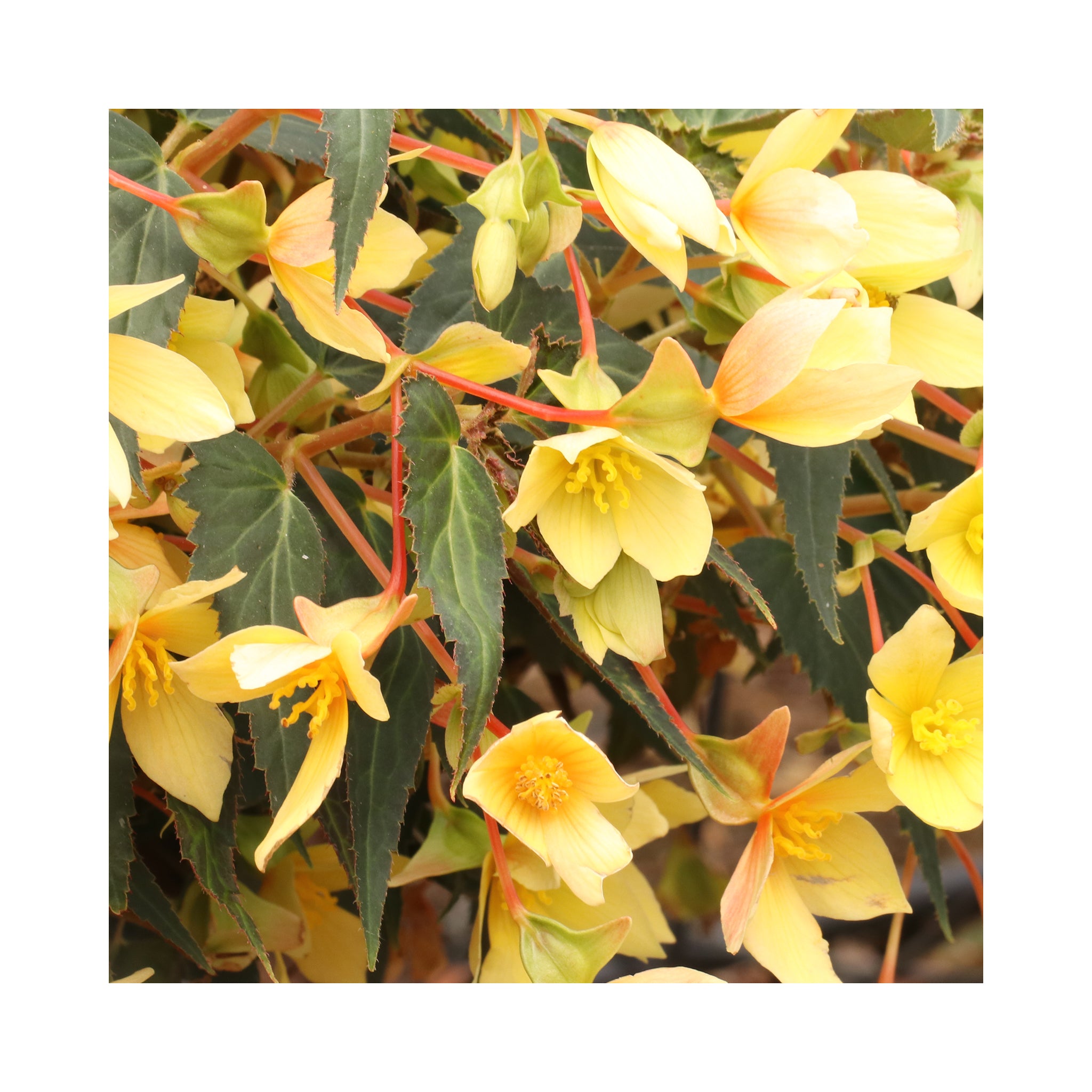 Begonia Sunbrero Basket Yellow