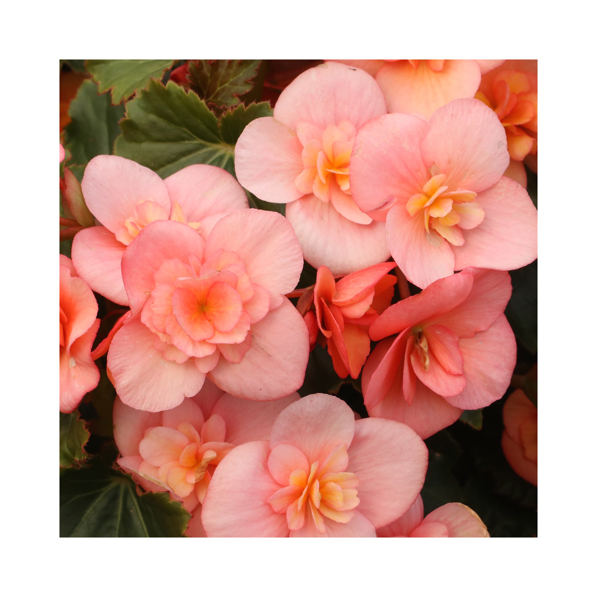 Begonia Sunbrero Upright Collection