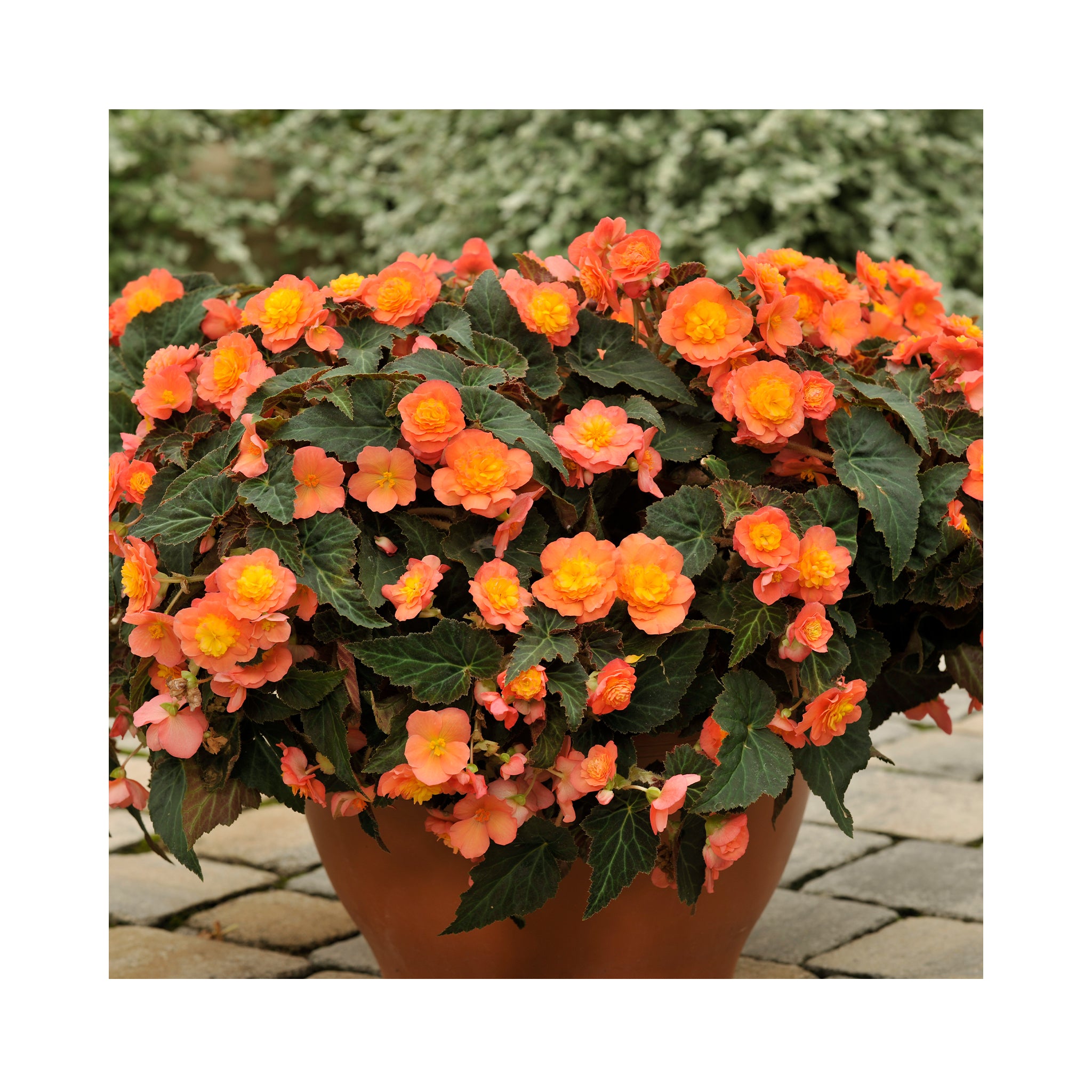 Begonia Sunbrero Peardrop