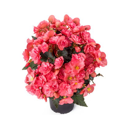 Begonia Sunbrero Pink