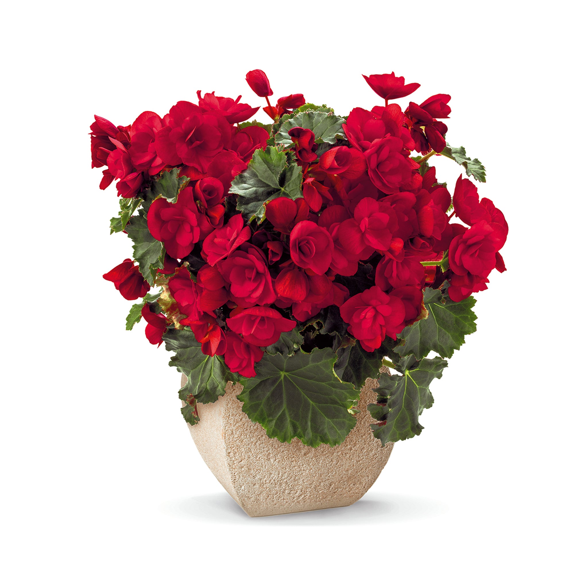 Begonia Sunbrero Red