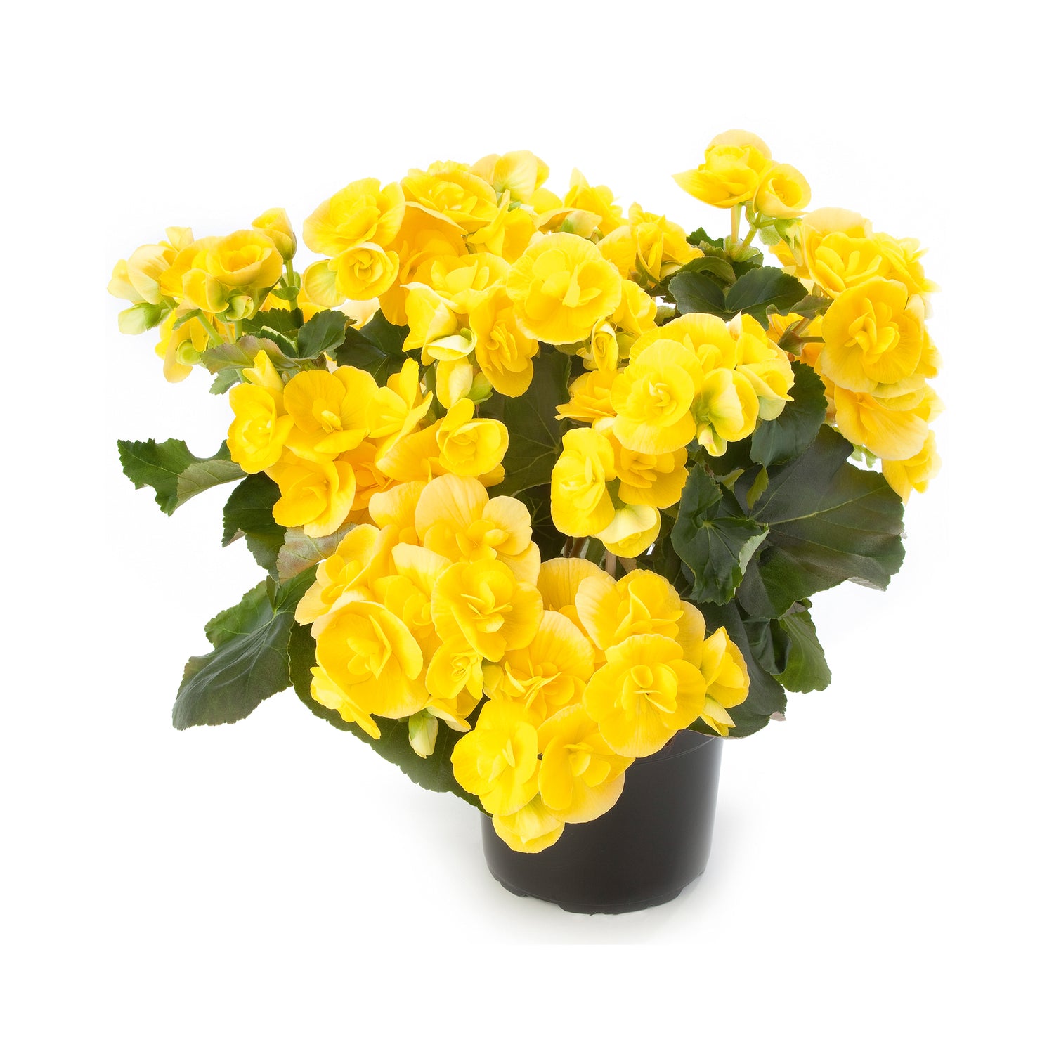 Begonia Sunbrero Yellow