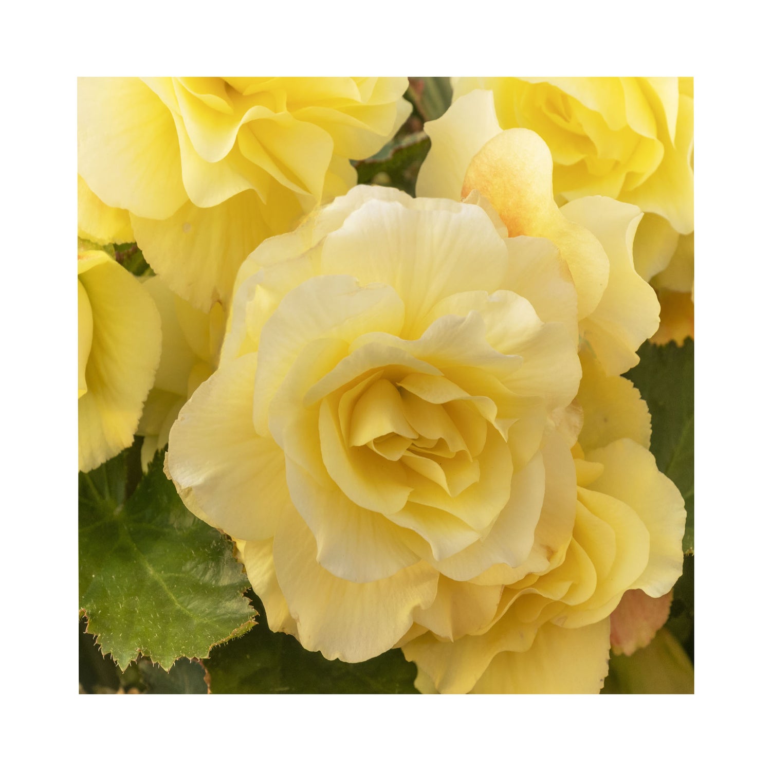 Begonia Fragrant Falls Lemon