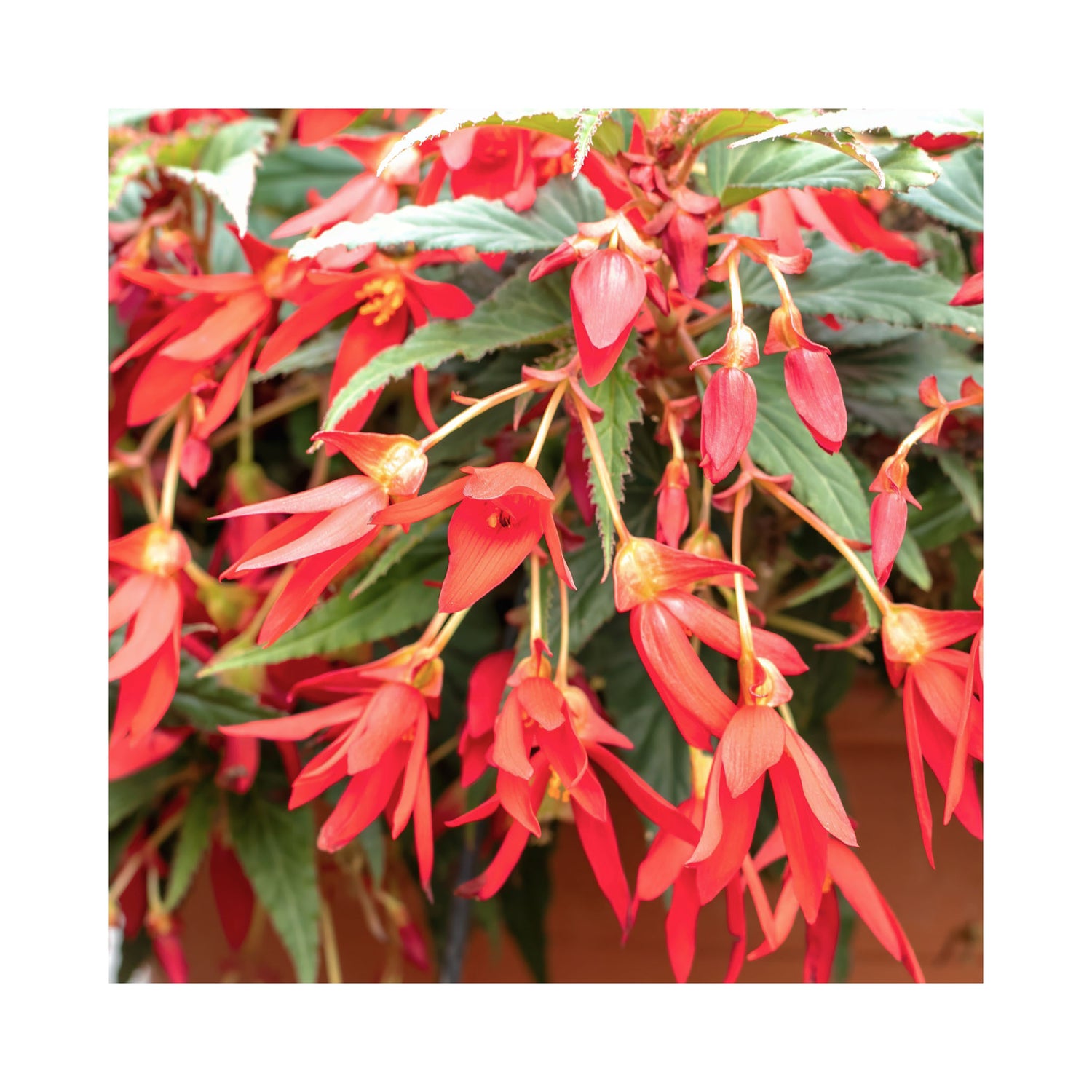 Begonia Sunbrero Basket Scarlet