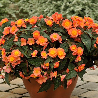 Apricot Begonia plant with flowers growing in a container