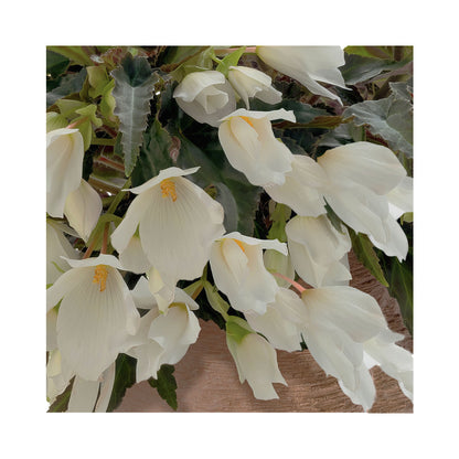 Begonia Sunbrero Basket White