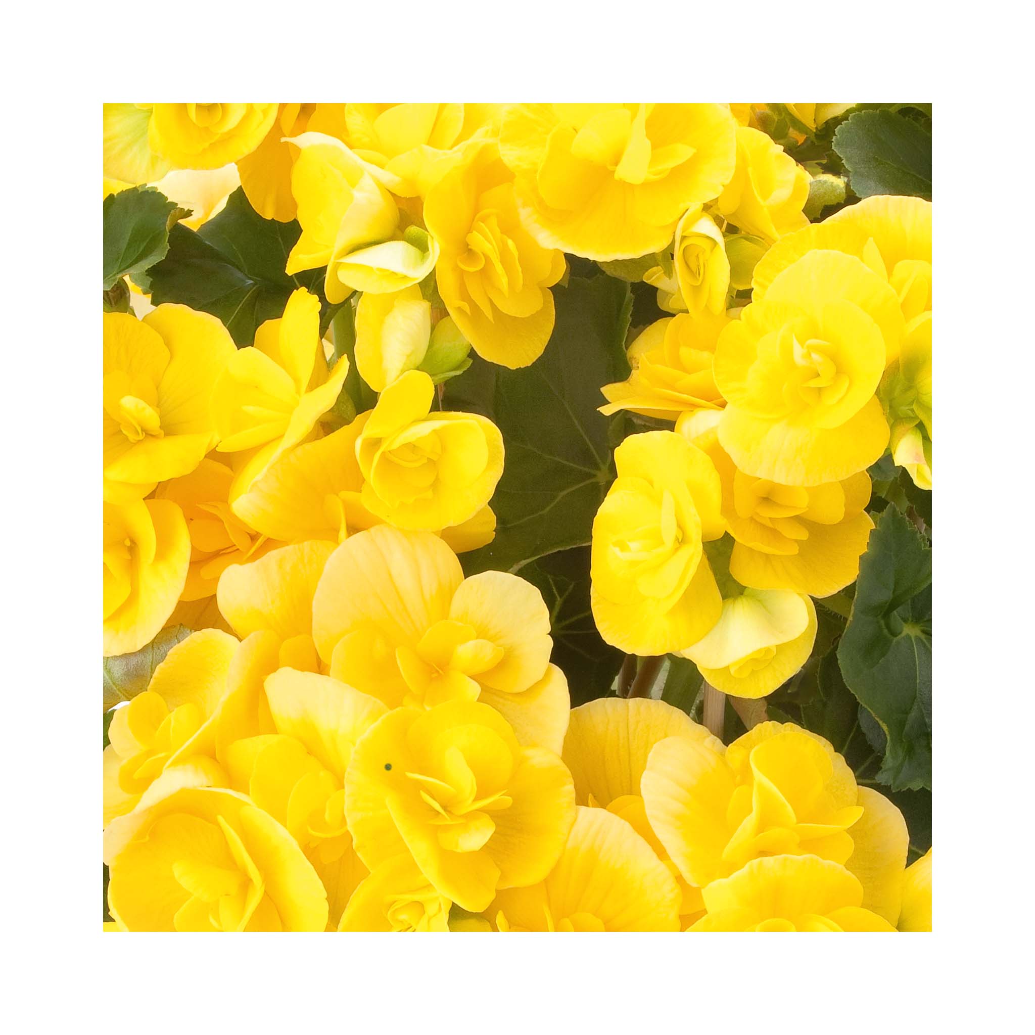 Begonia Sunbrero Yellow