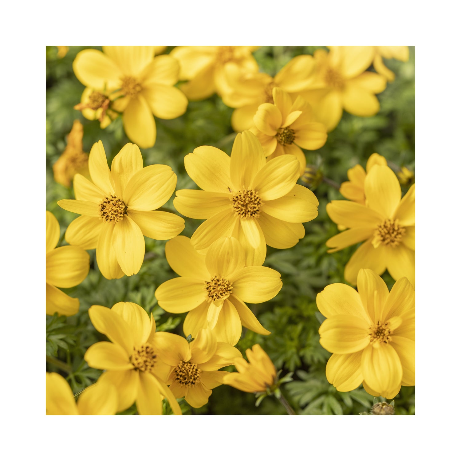 Semi double flowers with pure bright yellow petals. 