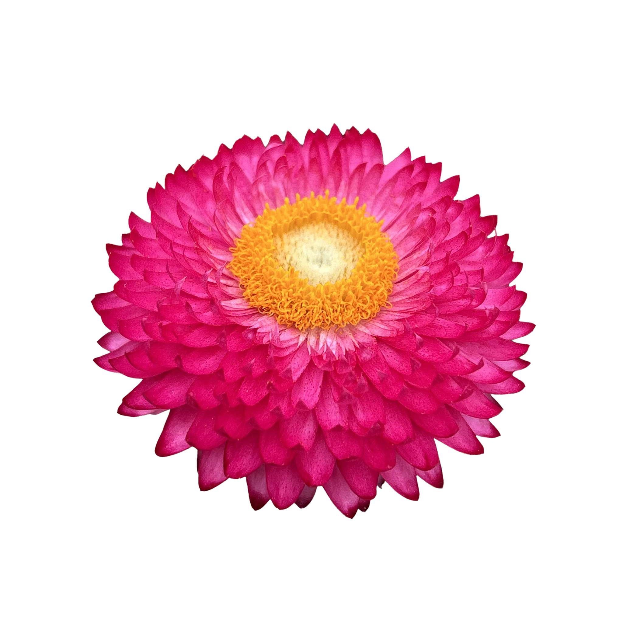 Bracteantha Heliana Pink