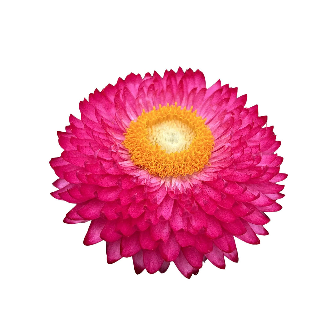 Bracteantha Heliana Pink