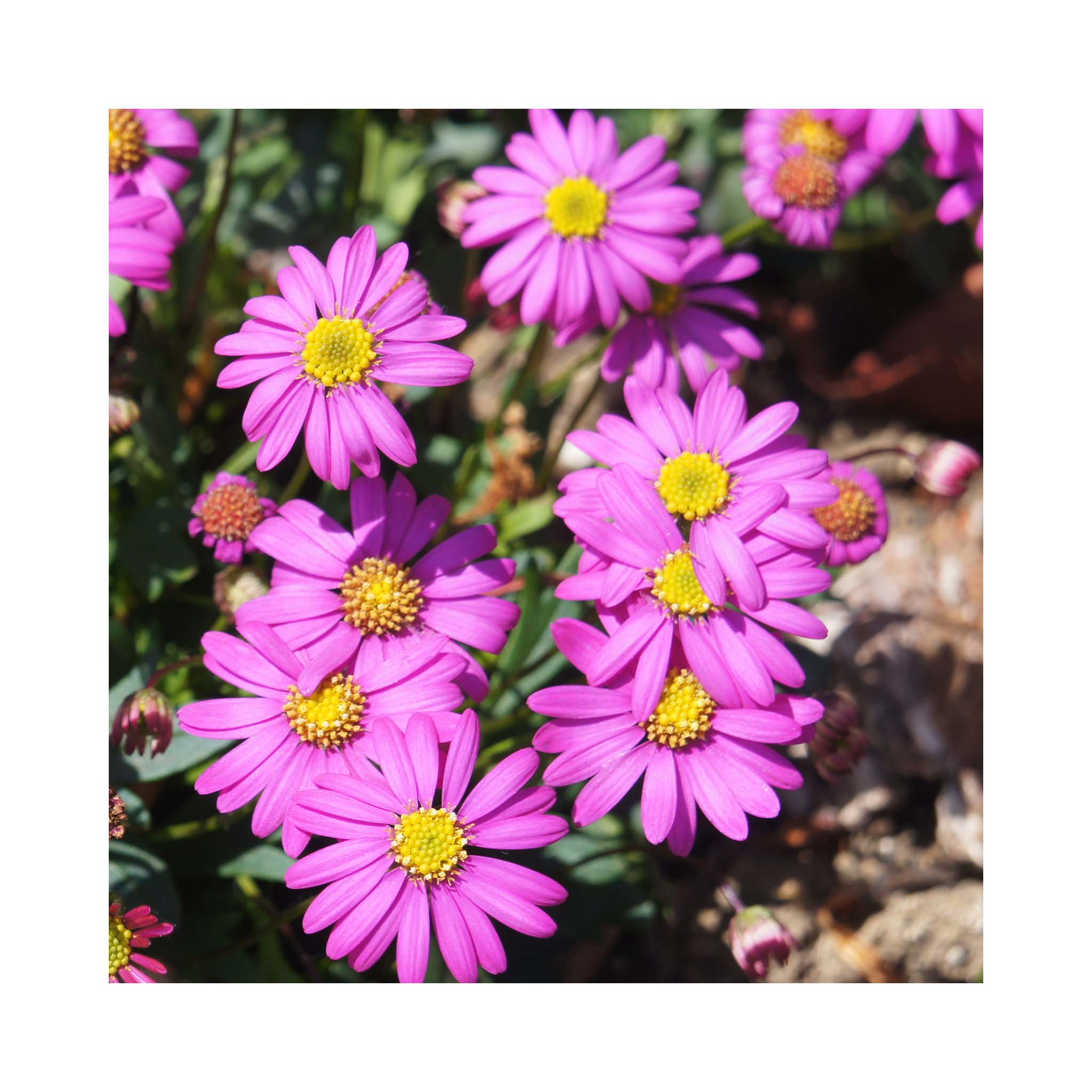 Daisy like vibrant pink flowers with a yellow centre