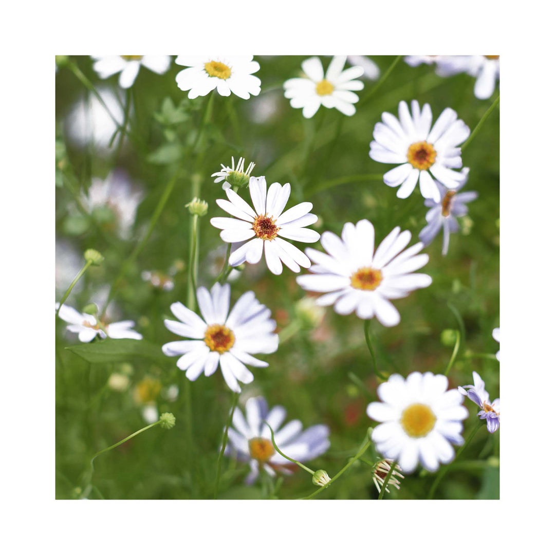 Pure white petals on a summer flowering plant