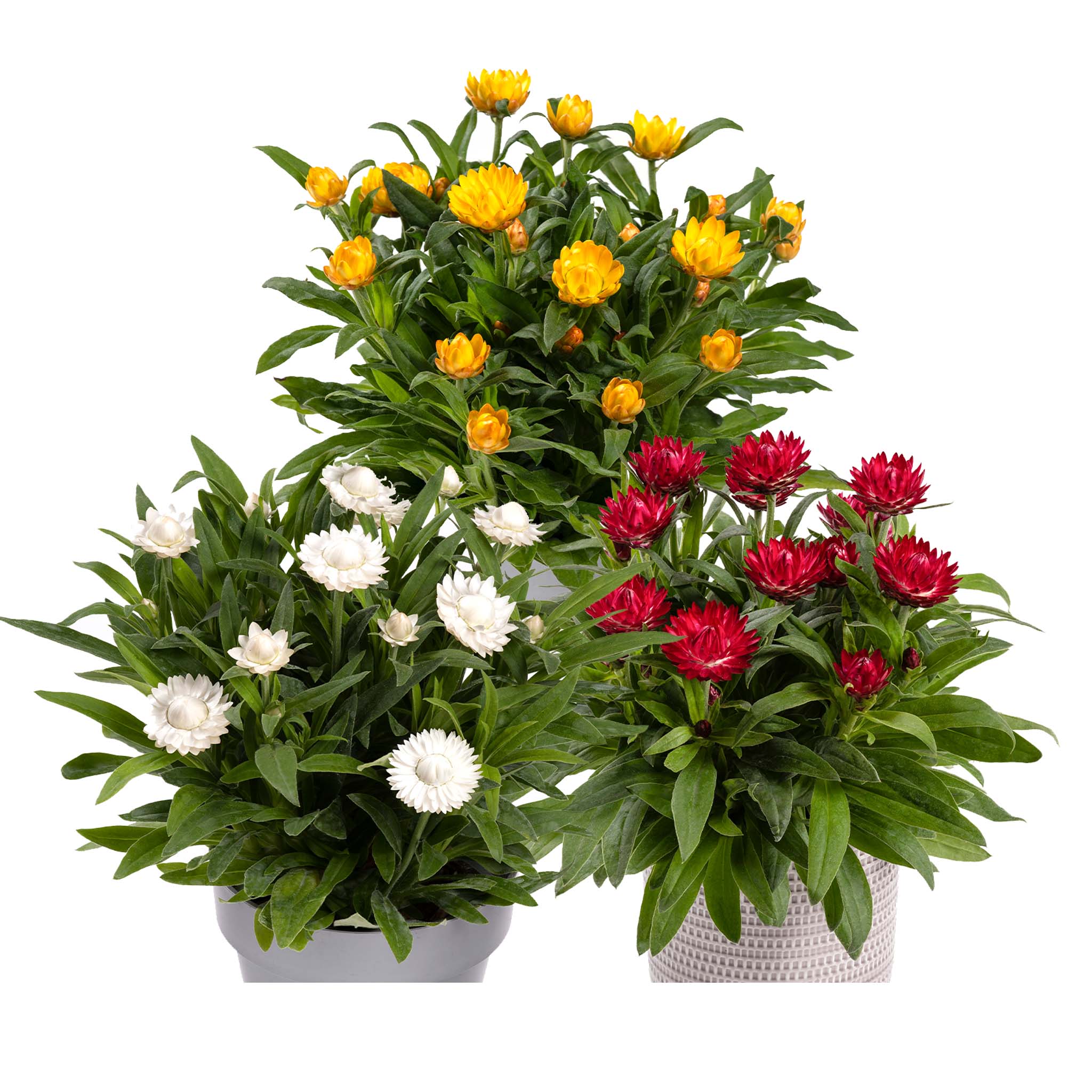 Collection of 3 colours of Helichrysum plants with yellow, white and red flowers