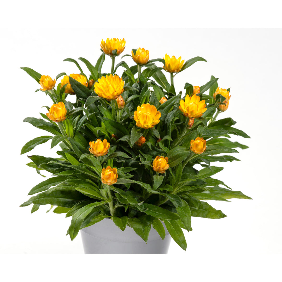 Bright yellow golden flowers on a green plant in a container