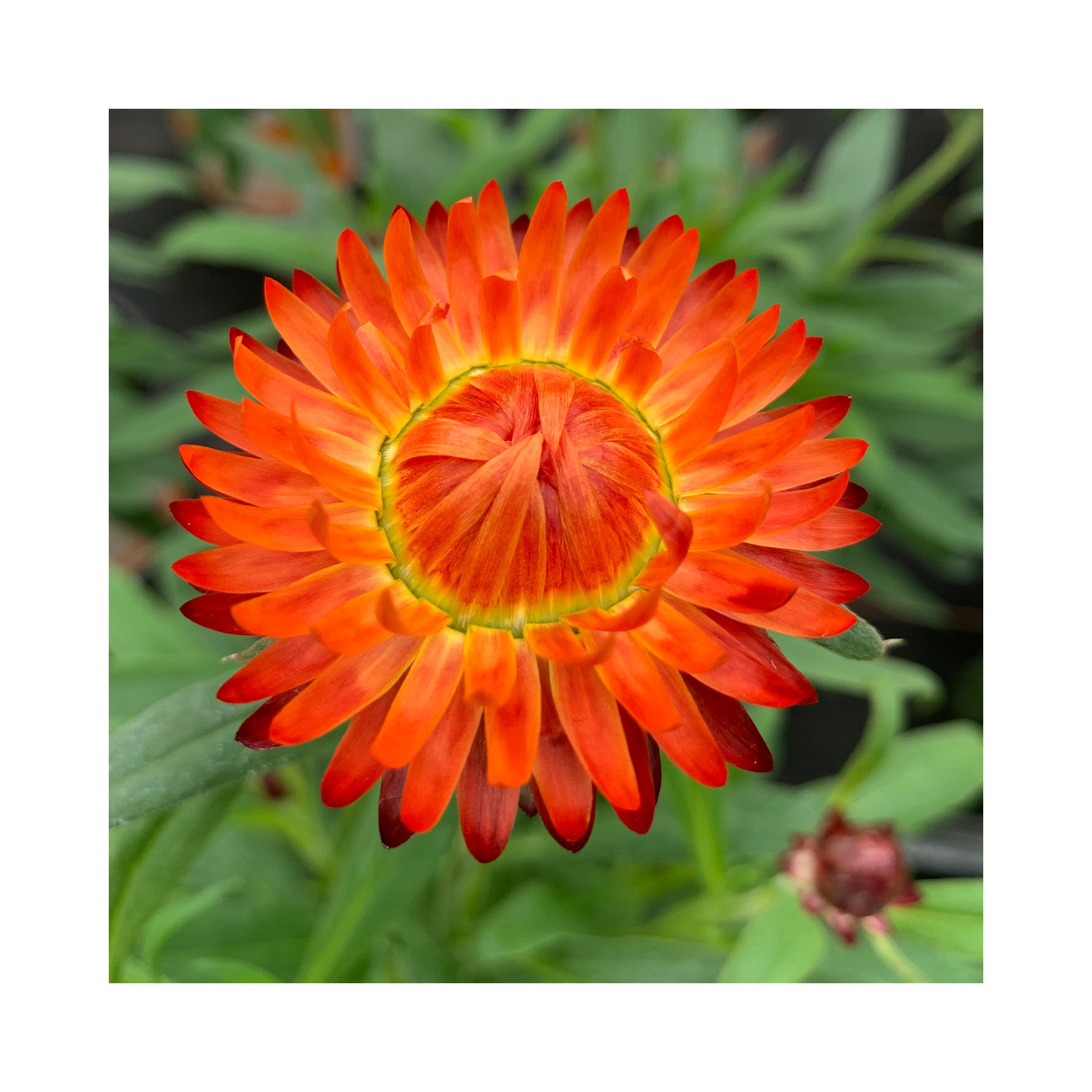 Deep orange flower with maroon tips to the petals