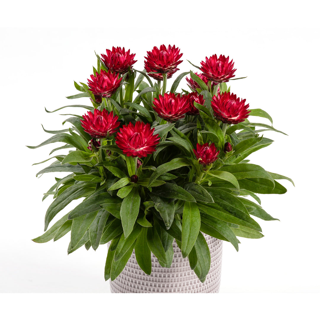 Maroon red flowers on a lush green plant in a pot