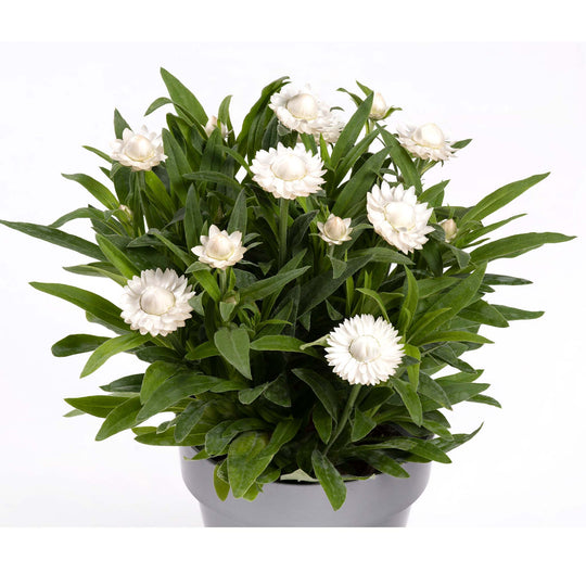 Bracteantha Heliana Collection