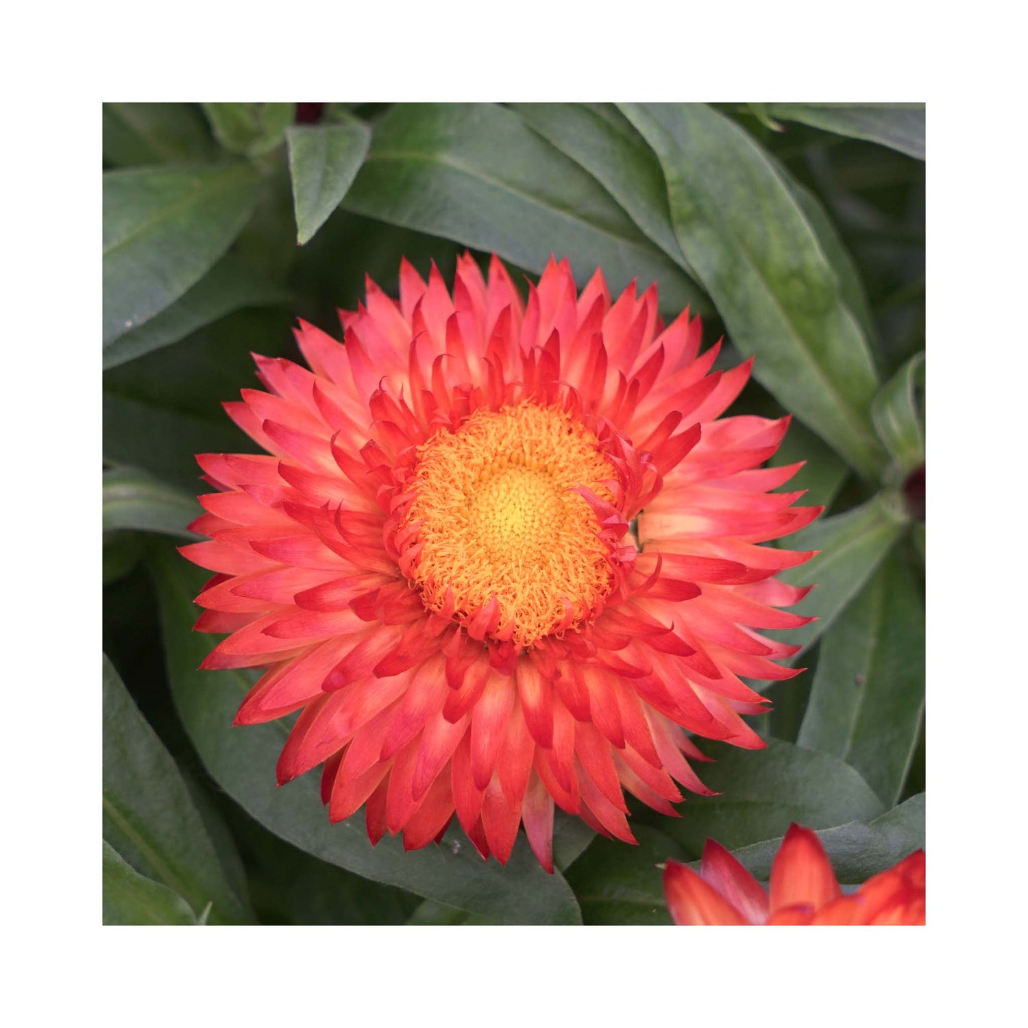 Bright scarlet flowers with a orange to yellow centre