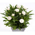 Pure white flowers on lush green foliage plant in a pot