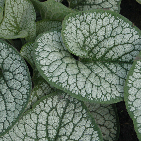 Brunnera Sea Heart