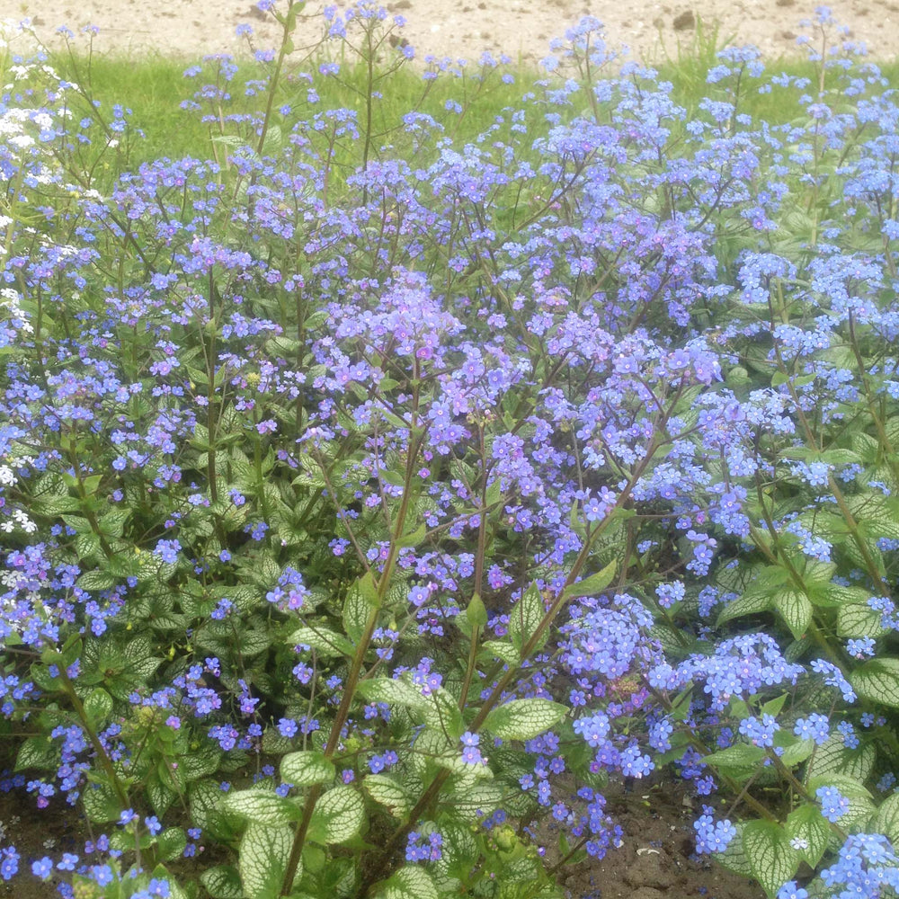 Brunnera Sea Heart