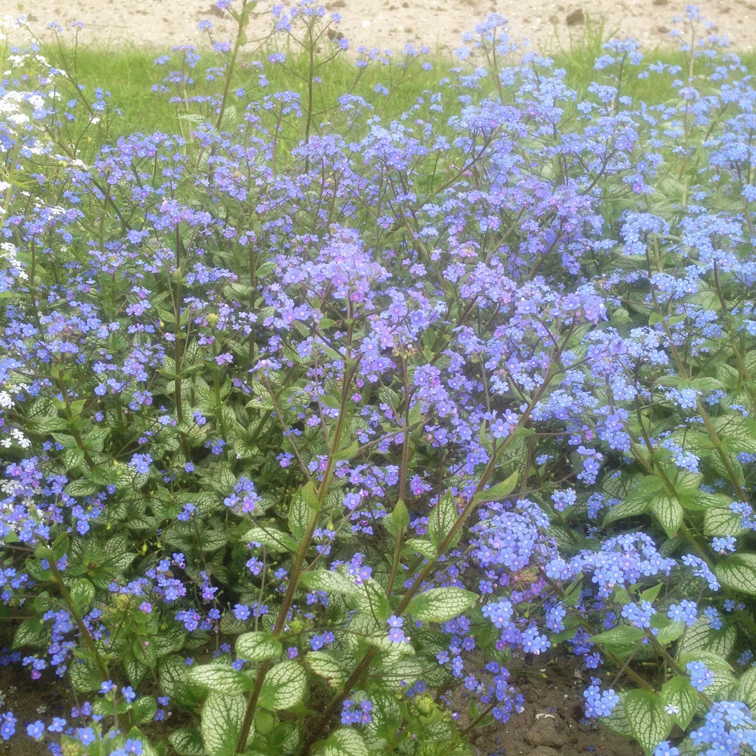 Brunnera Sea Heart