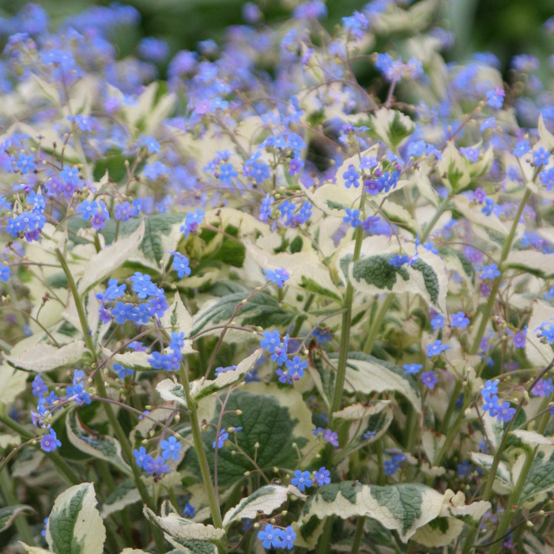 Brunnera Dawsons White