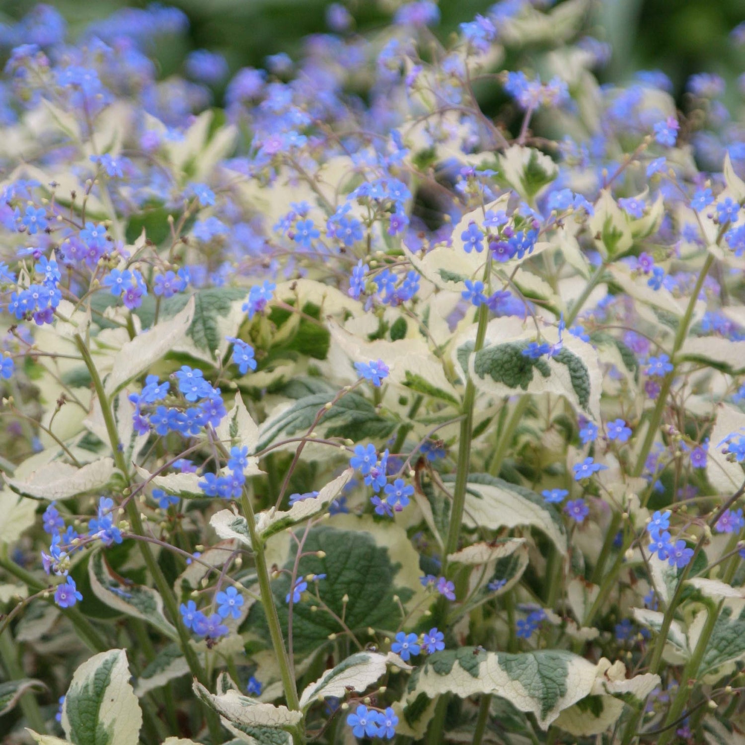 Brunnera Dawsons White