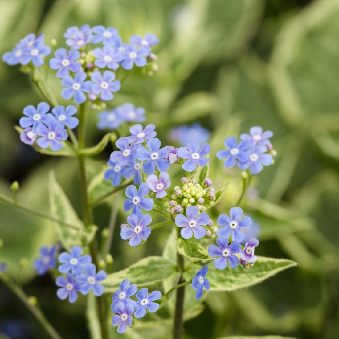 Brunnera Hadspan Cream