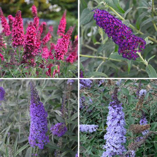 Buddleja Collection