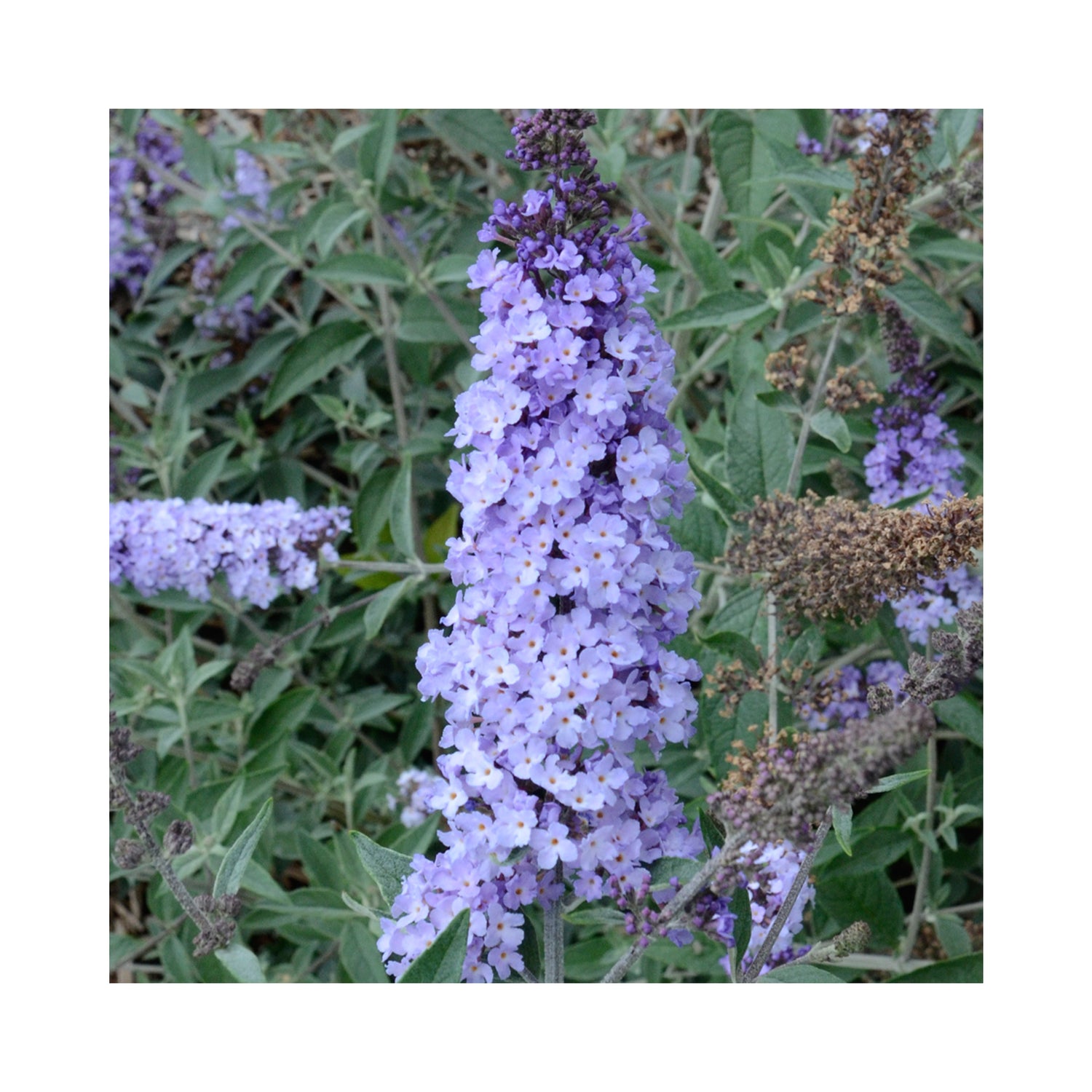 Buddleja Monarch Glass Slippers