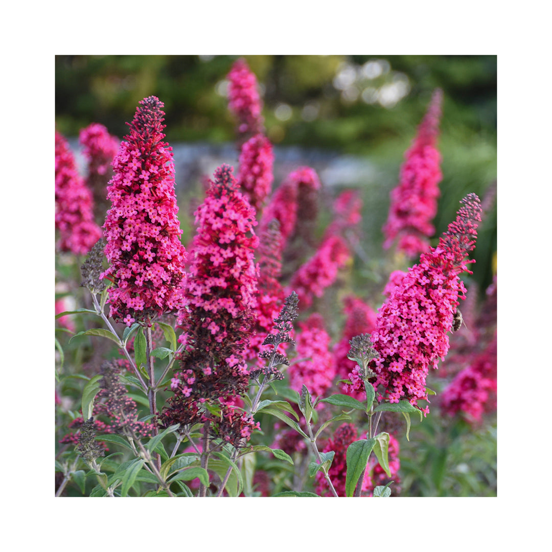 Buddleja Collection