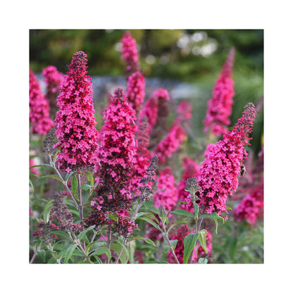 Buddleja Collection