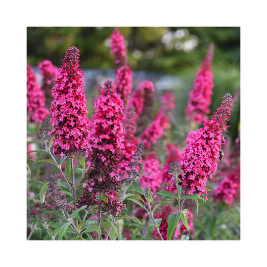 Buddleja Collection