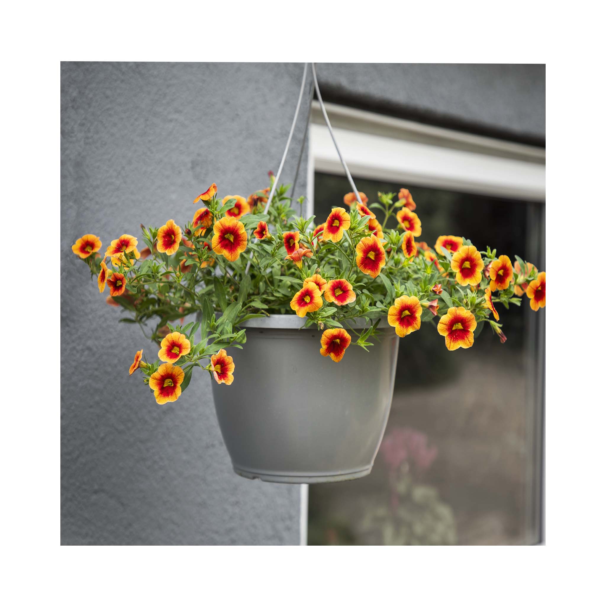 Calibrachoa Hanging Basket - Pre Planted