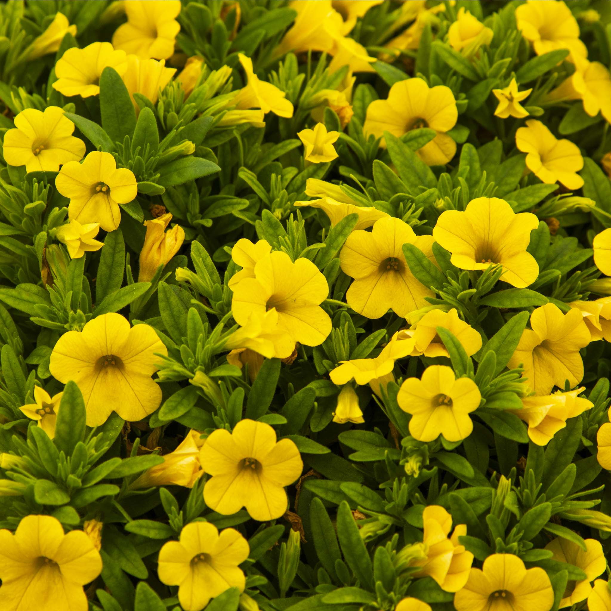 Calibrachoa Calipetite Yellow