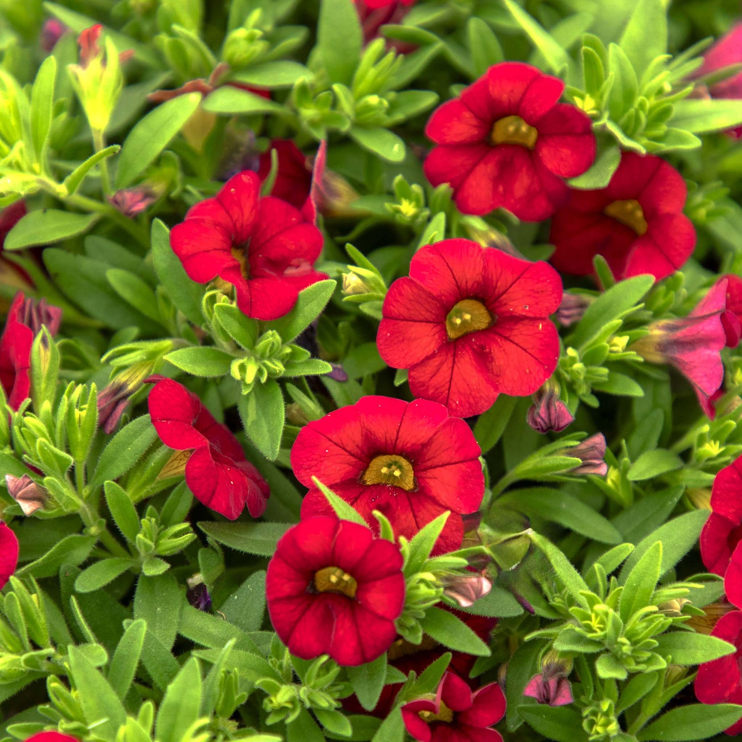 Calibrachoa Calipatite Red