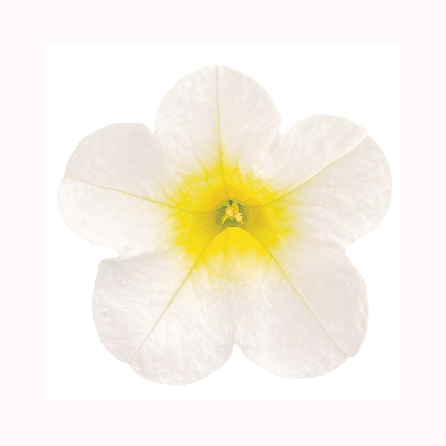 Calibrachoa PortuCal Trailing White Yellow