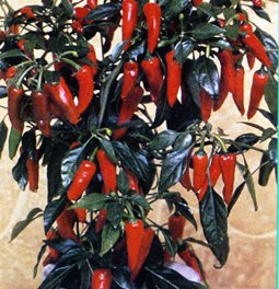 Chilli F1 Apache