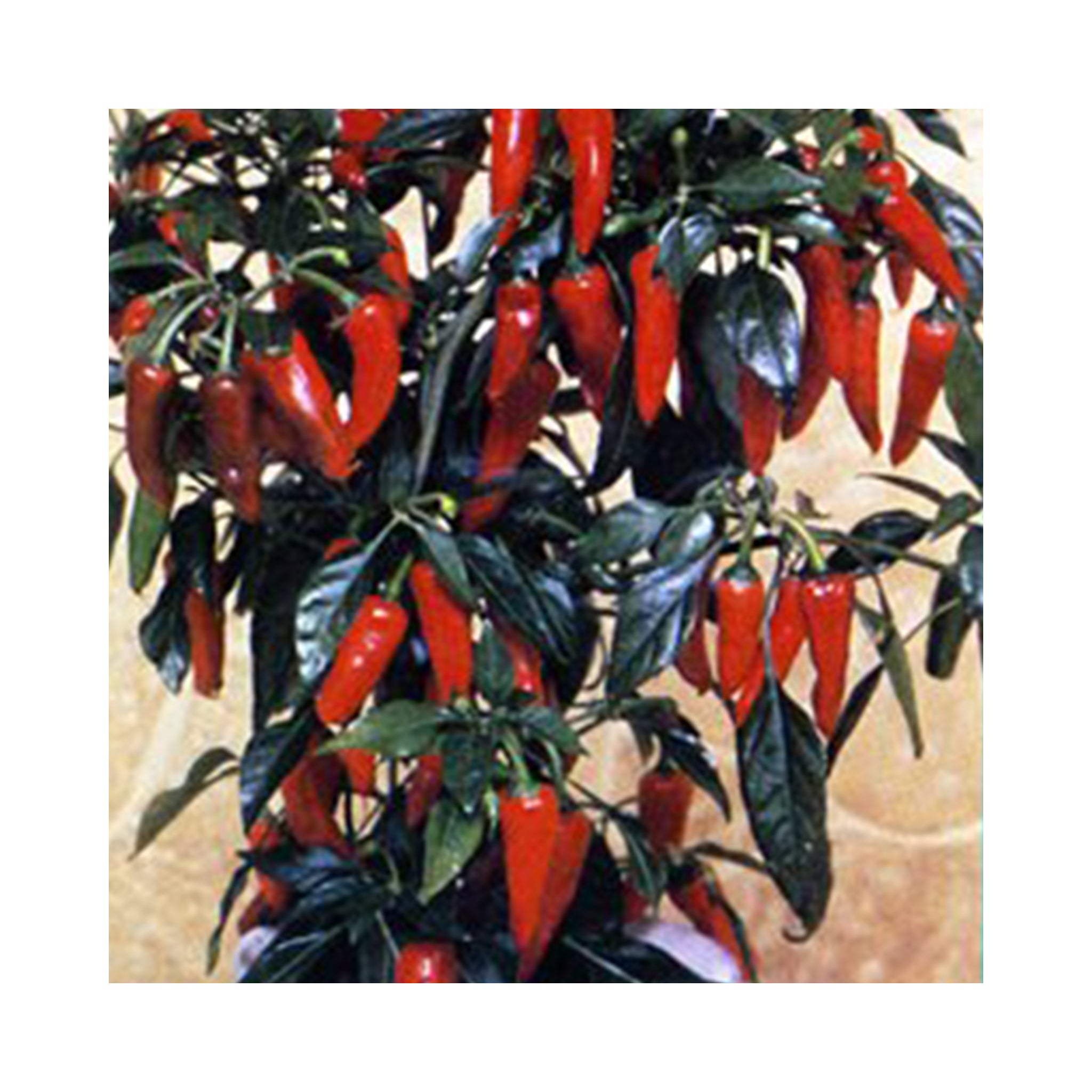 Chilli F1 Apache